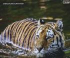 Красивый Тигр, проходящий мимо воды